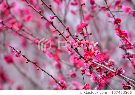 Plum blossoms I saw someday 137453566