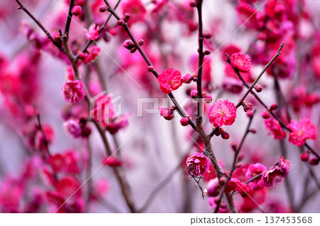 哪天看到的梅花 137453568