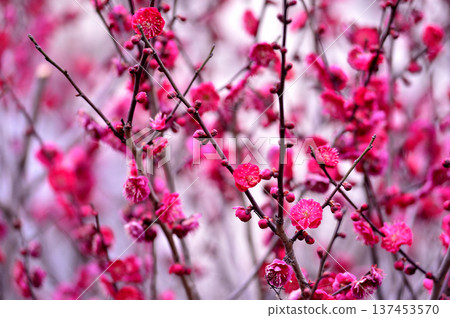 哪天看到的梅花 哪天看到的梅花 137453570