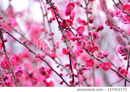 哪天看到的梅花 哪天看到的梅花 137453572
