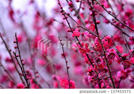 Plum blossoms I saw someday Plum blossoms I saw someday 137453573