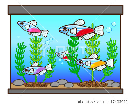Illustration material of neon tetra, aquarium and aquatic plants 137453611