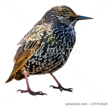 European Starling Bird Isolated on white background European Starling Bird Isolated on white background 137453626