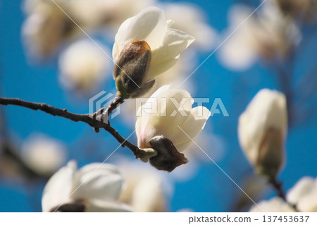藍天白雲,玉蘭花盛開 藍天白雲,玉蘭花盛開 137453637