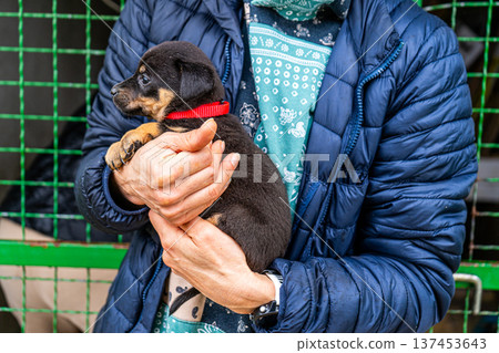 Puppy little dog in hands 137453643