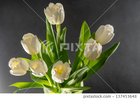 White yellow tulips flowers. Floral bud. Tulip flower top view. White yellow tulips flowers. Floral bud. Tulip flower top view. 137453648
