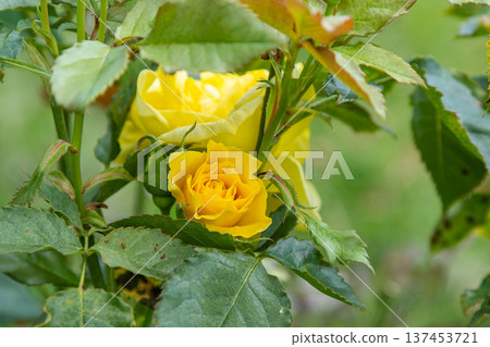 Yellow rose flowers bush in garden. Petal bud 137453721