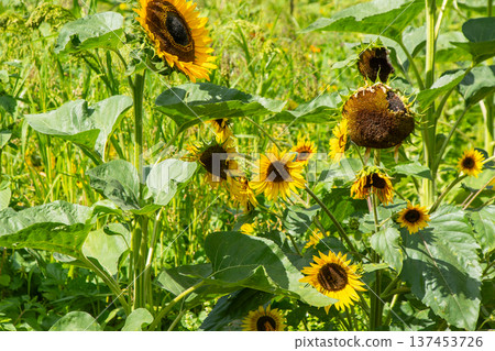 Yellow sunflower flowers 137453726
