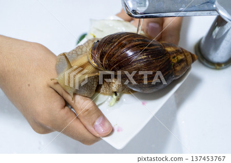 Big snail achatina pet. Animal at home 137453767