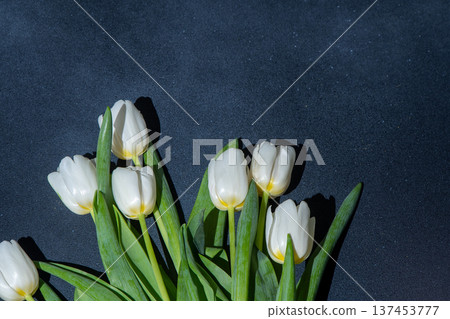 White tulips flowers. Floral bud. Tulip flower top view. 137453777