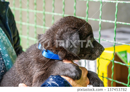 Puppy little dog in hands Puppy little dog in hands 137453782