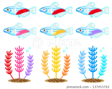 水生植物和霓虹燈魚插圖素材集 水生植物和霓虹燈魚插圖素材集 137453783