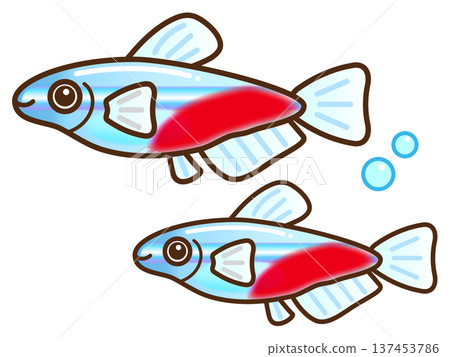 Neon tetra illustration material 3 Neon tetra illustration material 3 137453786