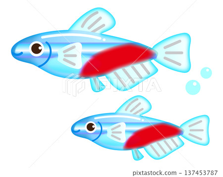 Neon tetra illustration material 4 137453787