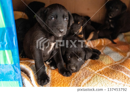 Puppies in box. Black puppy adopt pet 137453792