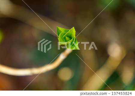 Young leaves sprouting in spring Young leaves sprouting in spring 137453824