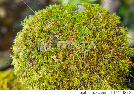 Moss illuminated by sunlight 137453830