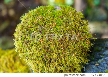 Moss illuminated by sunlight Moss illuminated by sunlight 137453833
