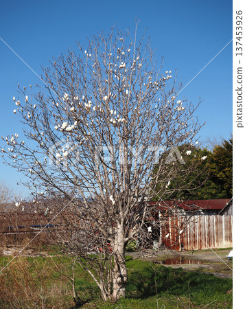 藍天白雲，玉蘭花樹開始綻放白色花朵（2026年初春的坎喬平原） 137453926