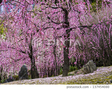 Jonangu Shrine: Weeping plum grove in full bloom and scenic stones Jonangu Shrine: Weeping plum grove in full bloom and scenic stones 137454080