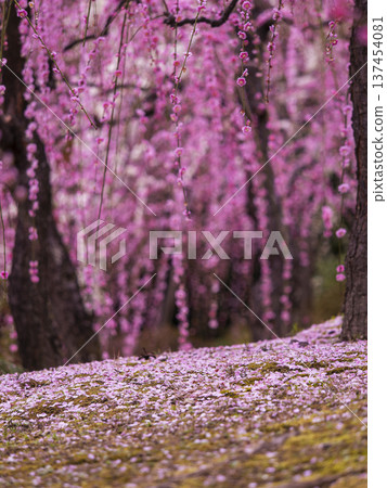 Jonangu Shrine: A carpet of weeping plum blossoms and fallen plum blossoms Jonangu Shrine: A carpet of weeping plum blossoms and fallen plum blossoms 137454081