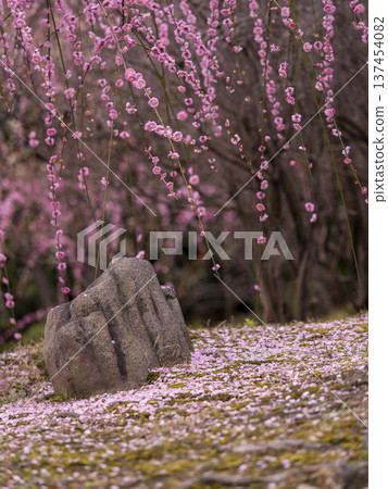 Jonangu Shrine: Scenic Stones and Weeping Plum Blossoms Jonangu Shrine: Scenic Stones and Weeping Plum Blossoms 137454082