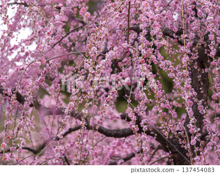 Jonangu Shrine - Weeping plum blossoms fill the screen Jonangu Shrine - Weeping plum blossoms fill the screen 137454083