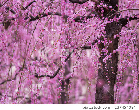 京都城南宮的垂梅花 京都城南宮的垂梅花 137454084