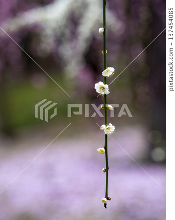 White plum blossoms drooping against a carpet of fallen plum blossoms White plum blossoms drooping against a carpet of fallen plum blossoms 137454085