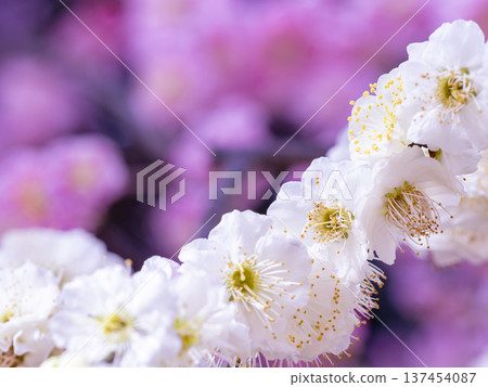 白色梅花和粉紅色模糊的華麗背景 白色梅花和粉紅色模糊的華麗背景 137454087