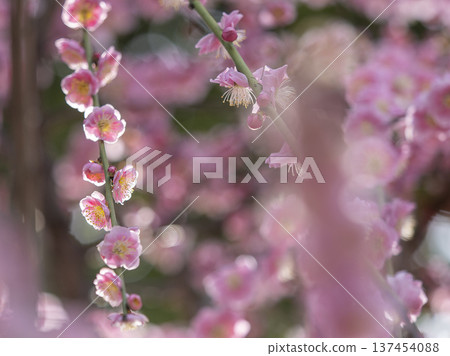 Jonangu Shrine: Weeping plum blossoms in full bloom shining in the backlight Jonangu Shrine: Weeping plum blossoms in full bloom shining in the backlight 137454088