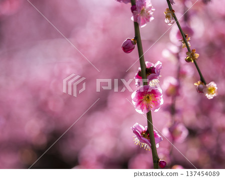 Vivid weeping plum blossoms reflected in the backlight Vivid weeping plum blossoms reflected in the backlight 137454089