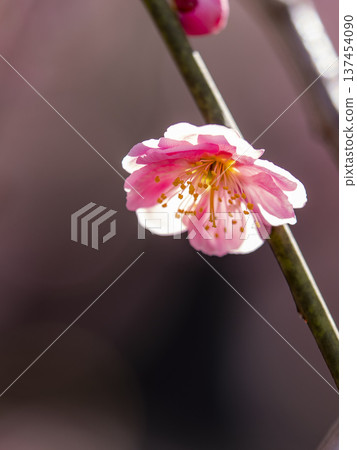A single plum blossom in the backlight A single plum blossom in the backlight 137454090