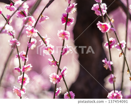 Jonangu Shrine: Curtain of light from the weeping plum blossoms Jonangu Shrine: Curtain of light from the weeping plum blossoms 137454091