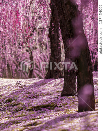 Jonangu Shrine: Giant weeping plum tree and fallen plum blossoms Jonangu Shrine: Giant weeping plum tree and fallen plum blossoms 137454092