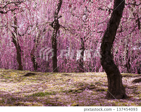 Jonangu Shrine Weeping plum grove in full bloom Jonangu Shrine Weeping plum grove in full bloom 137454093