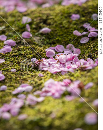 苔蘚上飄落的梅花,特寫 苔蘚上飄落的梅花,特寫 137454094