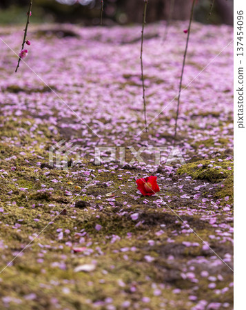 Fallen camellias in the moss garden at Jonangu Shrine in Kyoto Fallen camellias in the moss garden at Jonangu Shrine in Kyoto 137454096