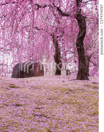 Weeping plum blossoms in full bloom decorating the scenic rocks of Jonangu Shrine Weeping plum blossoms in full bloom decorating the scenic rocks of Jonangu Shrine 137454097