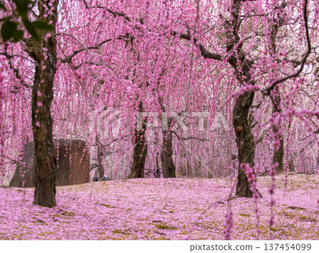 Weeping plum grove in full bloom at Jonangu Shrine in Kyoto Weeping plum grove in full bloom at Jonangu Shrine in Kyoto 137454099