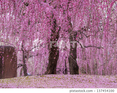 Jonangu Shrine Weeping plum grove in full bloom Jonangu Shrine Weeping plum grove in full bloom 137454100
