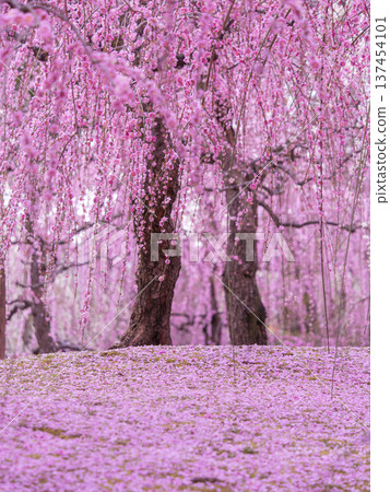 京都城南宮垂枝梅花盛開 137454101