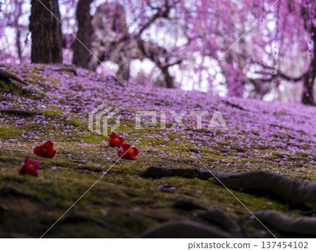 Jonangu Shrine Falling plum blossoms and camellias on the garden slope Jonangu Shrine Falling plum blossoms and camellias on the garden slope 137454102