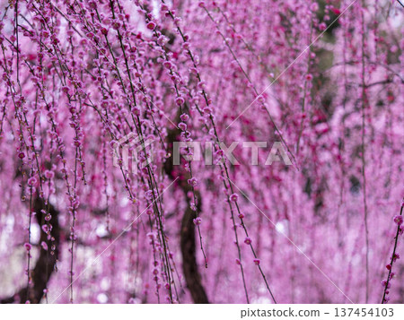 Jonangu Shrine Full-bloomed weeping plum blossoms flower background Jonangu Shrine Full-bloomed weeping plum blossoms flower background 137454103