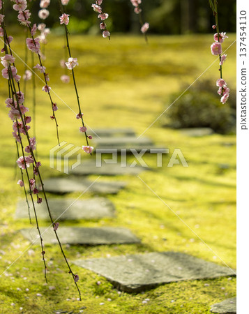 Weeping plum blossoms and stepping stones at Jonangu Shrine in Kyoto Weeping plum blossoms and stepping stones at Jonangu Shrine in Kyoto 137454110