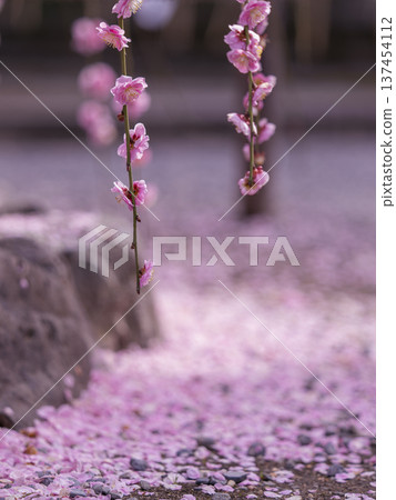 Jonangu Shrine: Carpet of Scattered Plum Blossoms and Weeping Plum Blossoms Jonangu Shrine: Carpet of Scattered Plum Blossoms and Weeping Plum Blossoms 137454112