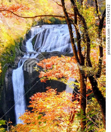 Fukuroda Falls and beautiful autumn leaves Fukuroda Falls and beautiful autumn leaves 137454152