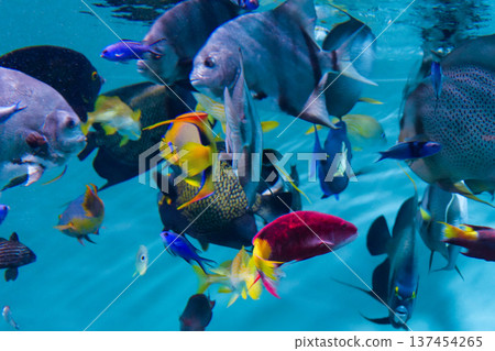 Colorful swimming fish 137454265