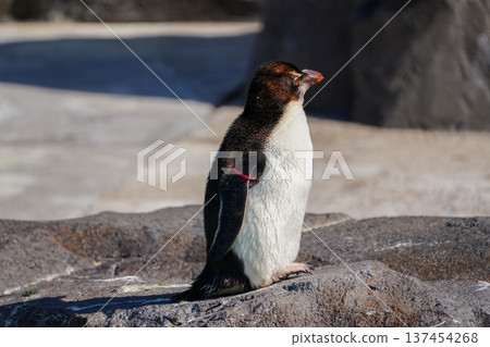 Iwatobi penguins Iwatobi penguins 137454268