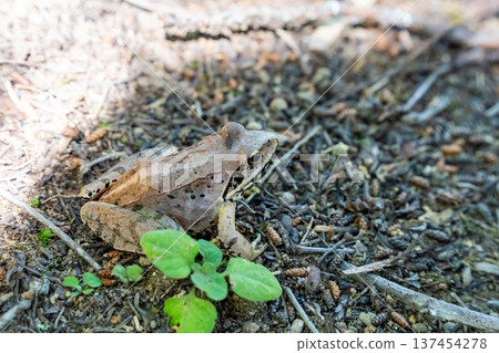 Yamahara frog Yamahara frog 137454278